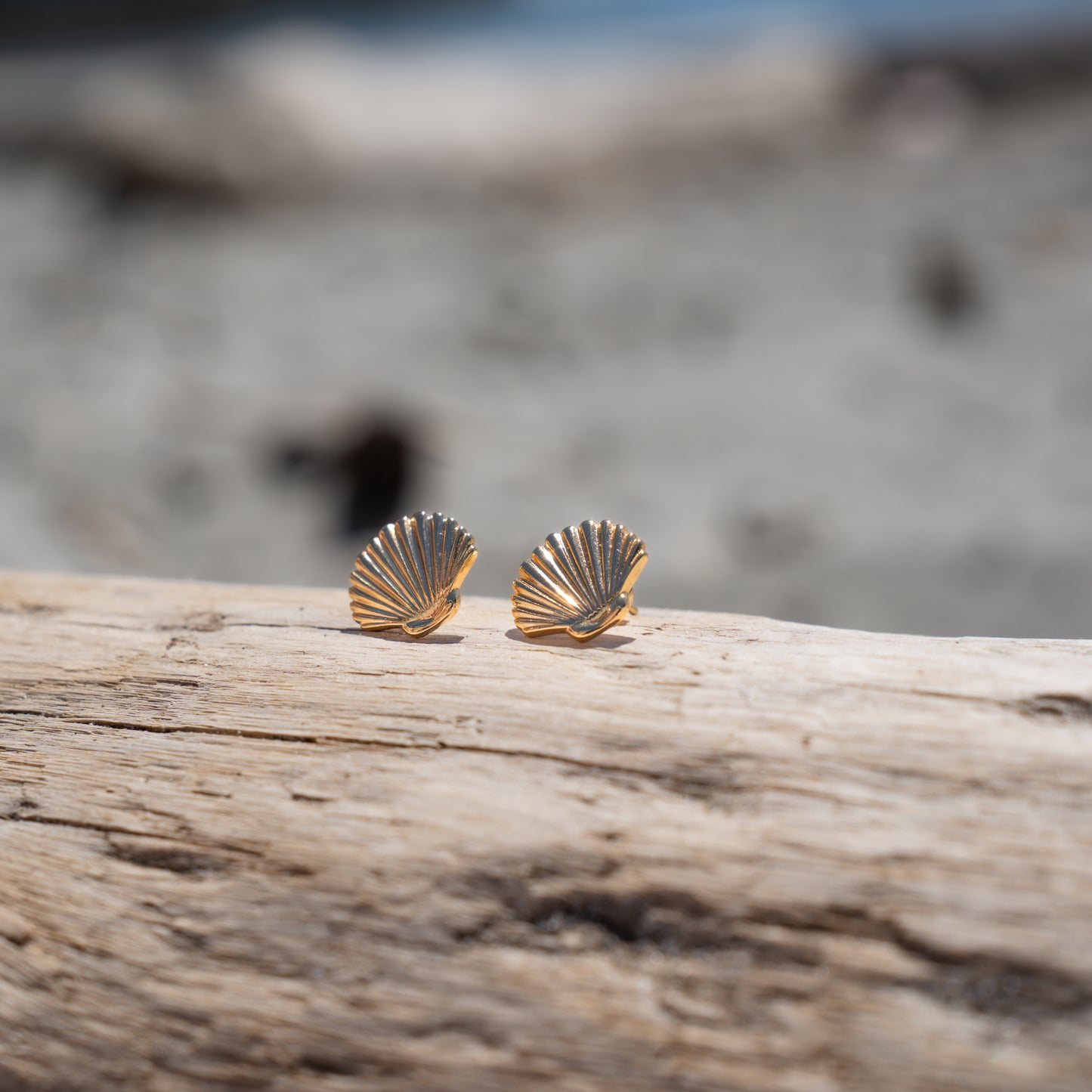 Clam Shell Earrings