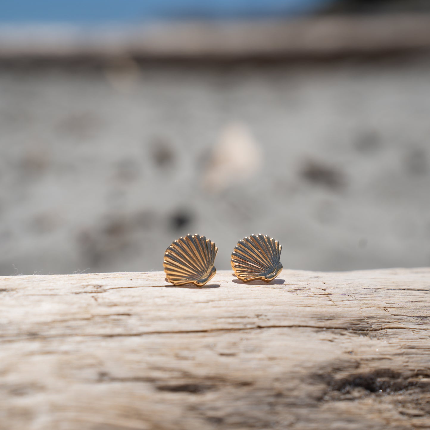 Clam Shell Earrings